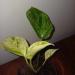 Sadnice - sobne biljke: EPIPREMNUM Marble queen - lozica, manja, slika2